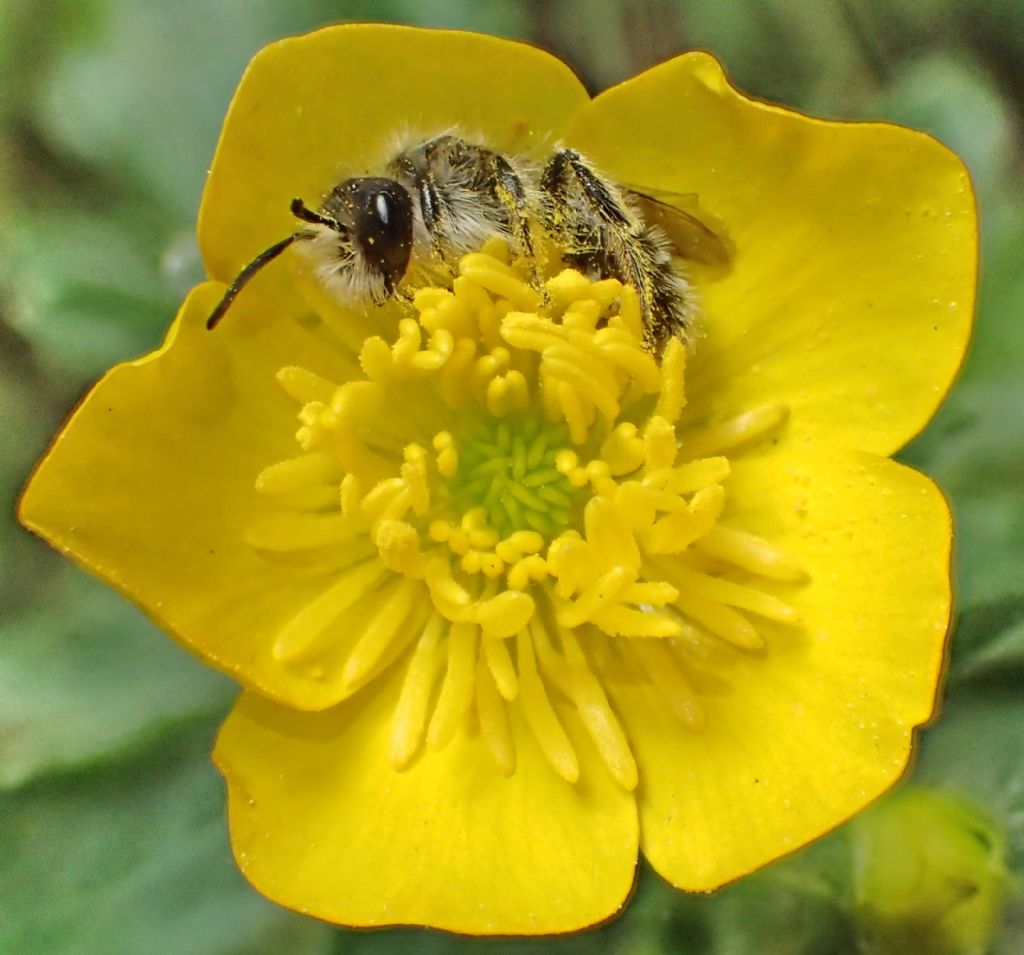maschio di Andrena sp.  (Apidae Andreninae)